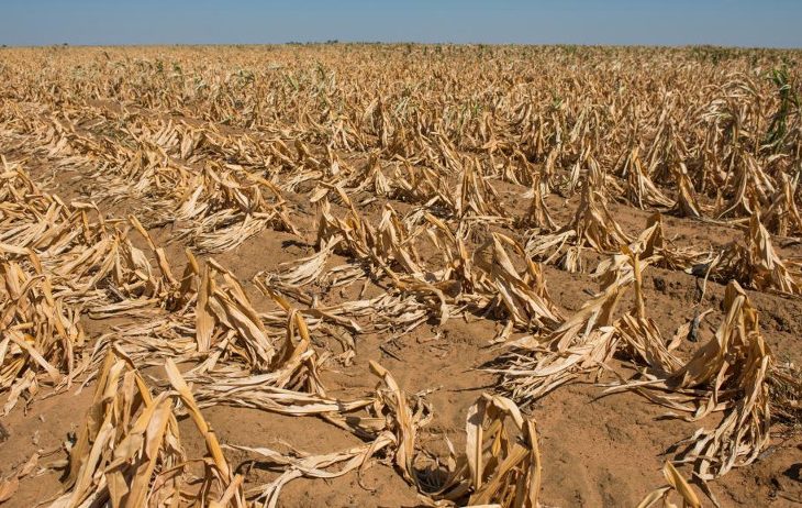 Campagne agricole à Nioro du Sahel : des champs envahis par les oiseaux granivores