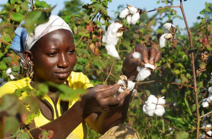 Mali : 98% du coton exportés, les cotonculteurs “insatisfaits”