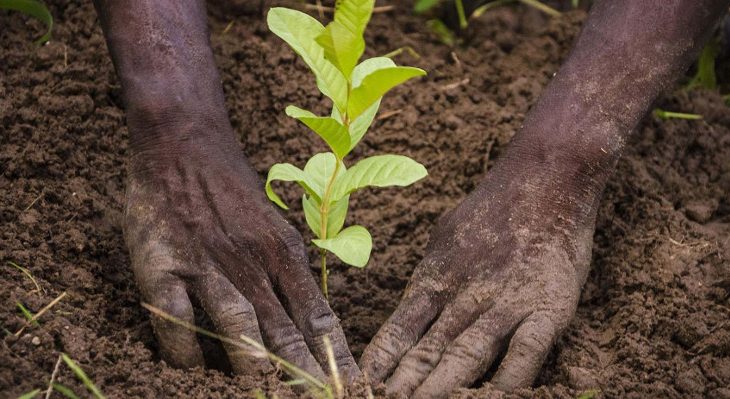 Koulikoro : la protection de l'environnement mobilise plus de 3700 familles »