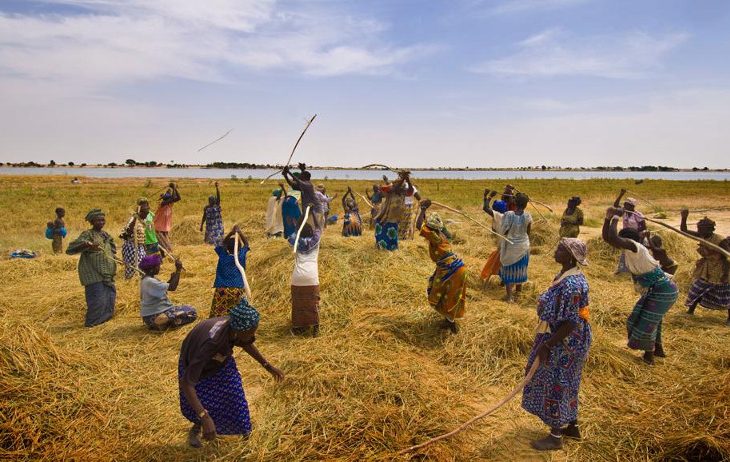 Macina : démarrage de la campagne de récolte du riz