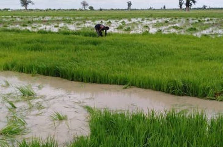 Macina : 70% de la redevance eau de l'office du Niger payée