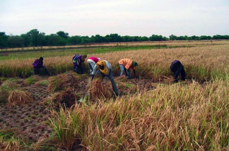 SAN : des cultivateurs déplorent la mauvaise répartition des pluies