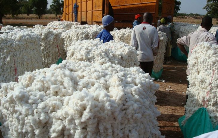 Production coton en Afrique:  le Mali retrouve le premier rang