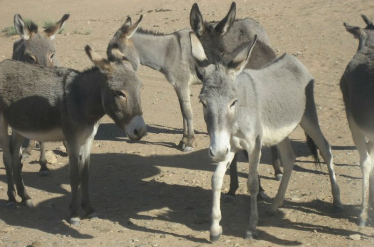 Commerce illégal:exportation de peaux  d'ânes du Mali vers la Chine