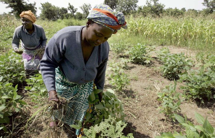 La mécanisation thème du Salon International de l’Agriculture du Mali