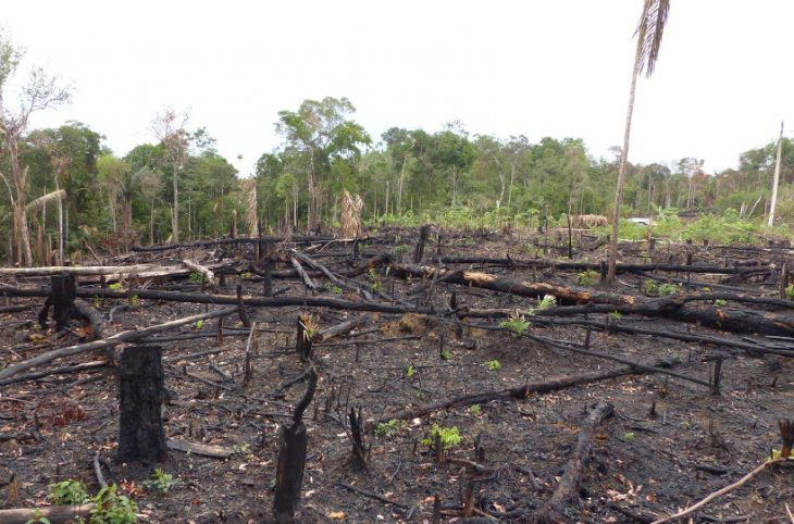 "Parlons de l'Environnement" : vers l'abandon de la coupe abusive du bois à Bougouni ?