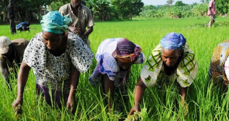 Entre deux récoltes : les femmes rurales frappées par la période de soudure au Mali