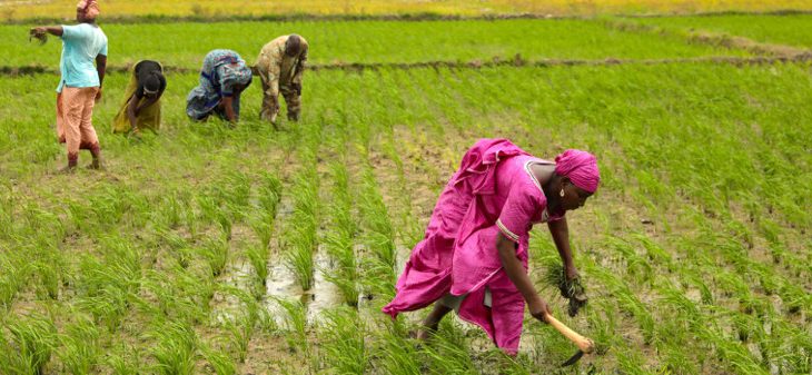 Centre du Mali: quand l'insécurité compromet les travaux champêtres des femmes